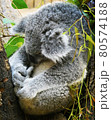 コアラ 80574188
