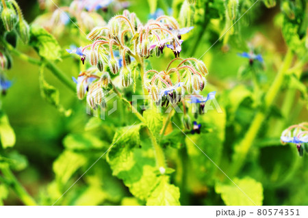 植物　”ポリジ”　ハーブ 80574351