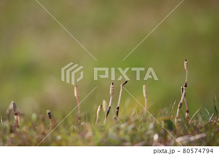 雑草に紛れて生えている土筆 80574794