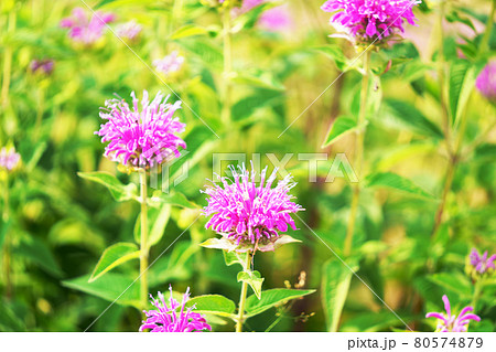 植物 ベルガモット ハーブの写真素材