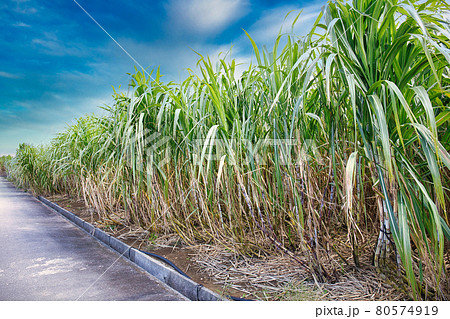 夏の南国沖縄サトウキビ畑の写真素材