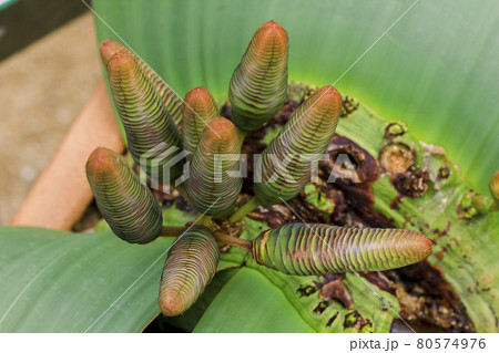 Welwitschia mirabilis Hook is a rare and ancient plant of the cycad and pine (Gymnosperm) family that grows in the middle of the desert. 80574976