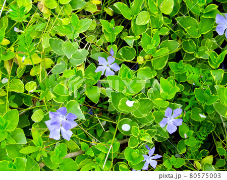 植物、ツルニチニチソウの花 80575003