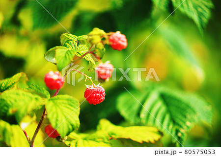 植物　”キイチゴ” 80575053