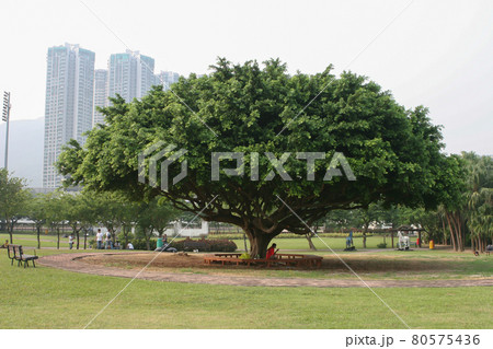the landscape Penfold Park, shatin hk 15 Oct 2005 the landscape Penfold Park, shatin hk 15 Oct 2005 80575436