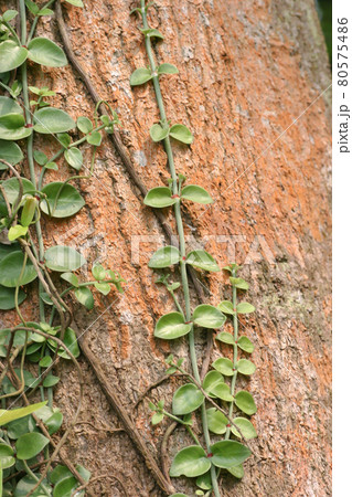 a Part of a tree trunk against a nature background a Part of a tree trunk against a nature background 80575486