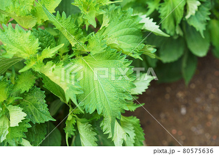 植物 ”シソ 大葉” 植物 ”シソ 大葉” 80575636