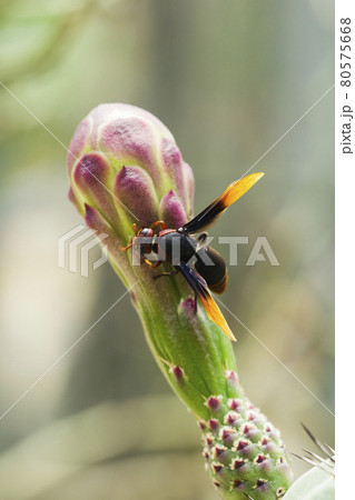 wasp, insect on the cactus , Wasps are poisonous and dangerous insects. Because there is a sting in it (sting). wasp, insect on the cactus , Wasps are poisonous and dangerous insects. Because there is a sting in it (sting). 80575668