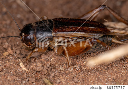 Adult Field Cricket 80575737