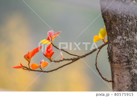 young leaves of a large tree. 80575915