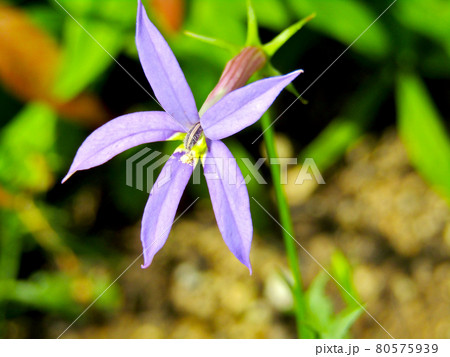 植物、イソトマの花 植物、イソトマの花 80575939