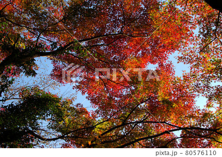 福岡の秋　曲淵ダム3 80576110