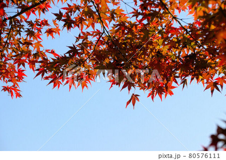 福岡の秋　曲淵ダム4 80576111