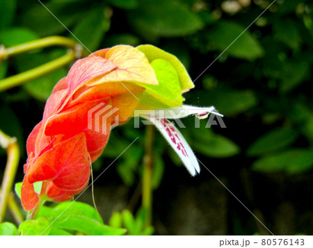 植物、キツネノマゴの花 植物、キツネノマゴの花 80576143
