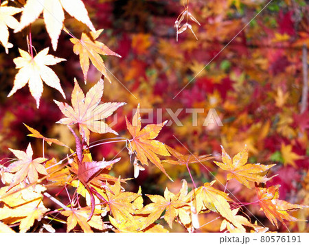 紅葉　アップ　曲淵ダムの秋の風景2 80576191
