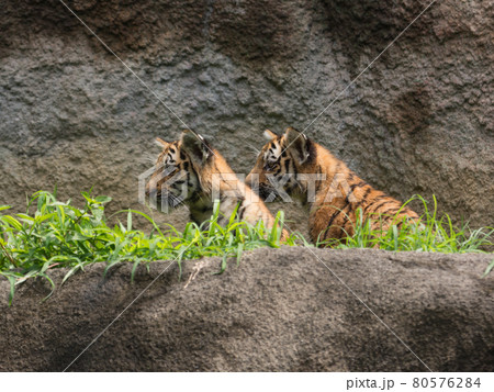 アムールトラの兄弟 80576284