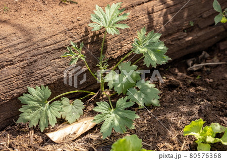 Small Flowering Plant 80576368