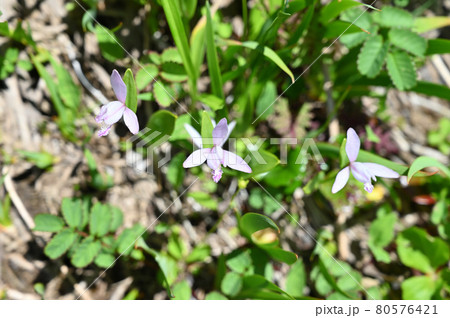 秋田駒ケ岳に咲くトキソウ 80576421