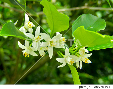 植物、ミカンの花 植物、ミカンの花 80576494