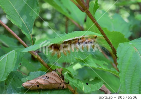 クロモンドクガ?の幼虫 クロモンドクガ?の幼虫 80576506