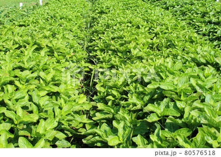 藍染の原料の藍の葉 80576518