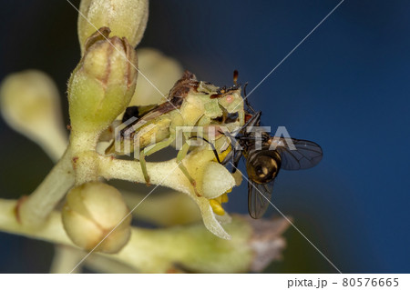Adult Ambush Bug 80576665