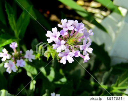 植物 フロックスの花の写真素材