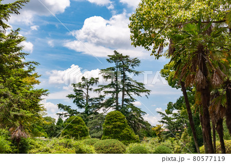 木々と青空 80577119