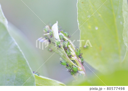 ソラマメに群がる虫（アブラムシ） 80577498