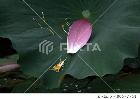 葉に落ちた蓮の花びら 80577751