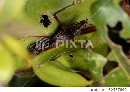 Adult Assassin Bug Adult Assassin Bug 80577842