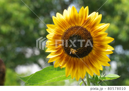 ヒマワリとミツバチ 80578010