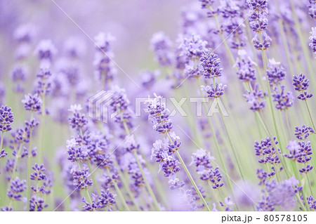 【北海道中富良野町】ファーム富田のラベンダー・倖の畑　7月 80578105