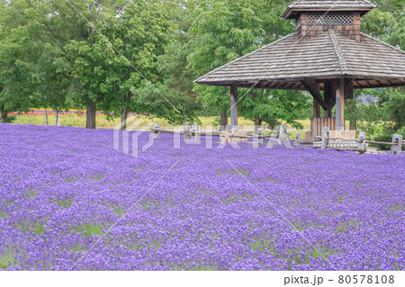 【北海道中富良野町】ファーム富田のラベンダー・倖の畑　7月 80578108