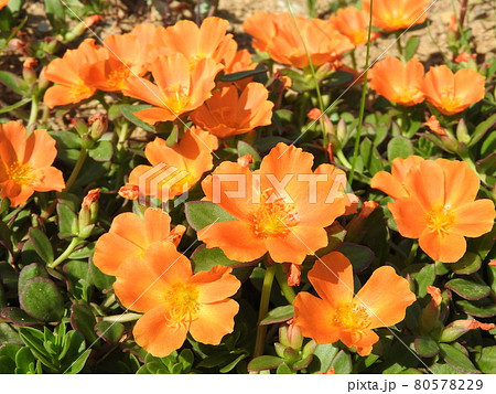 カラフルな花を咲かせる「ポーチュラカ」 カラフルな花を咲かせる「ポーチュラカ」 80578229