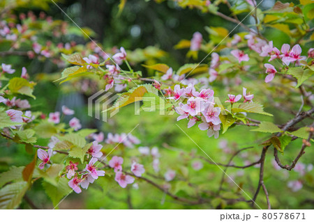 【北海道大雪山系旭岳】チシマザクラ　6月 80578671