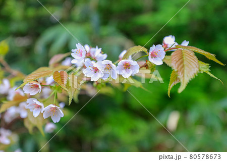 【北海道大雪山系旭岳】チシマザクラ　6月 80578673