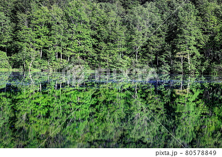 夏の蓮華白池 80578849