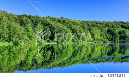 夏の蓮華白池 80578851