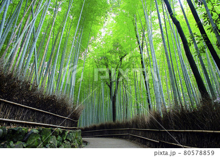 京都嵯峨野で散策 京都嵯峨野で散策 80578859