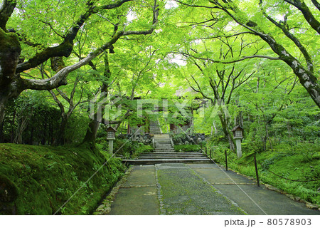京都嵯峨野で散策 京都嵯峨野で散策 80578903