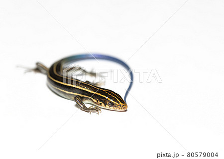 ニホントカゲ 80579004