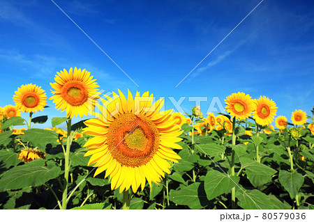 ひまわり2527 80579036