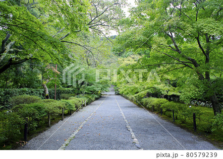 京都嵯峨野で散策 京都嵯峨野で散策 80579239