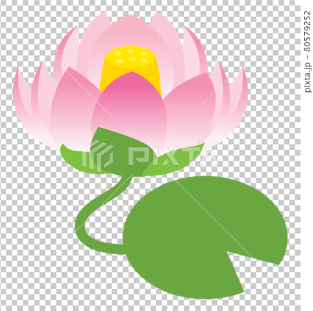 Lotus flower illustration Lotus flower illustration 80579252