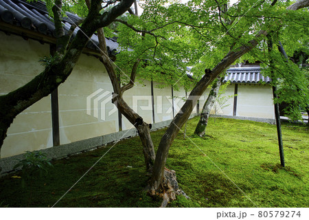 京都嵯峨野で散策 京都嵯峨野で散策 80579274