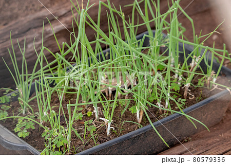 Small Chives leaves Small Chives leaves 80579336