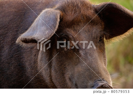Black pig bred Black pig bred 80579353