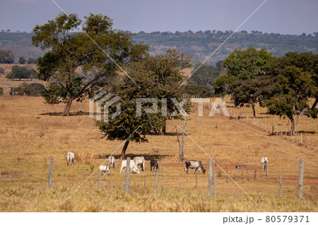 Typical pasture fields 80579371