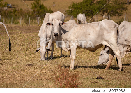 Adult cow in a farm Adult cow in a farm 80579384